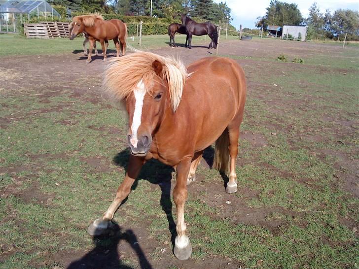 Shetlænder Speedy - hov:) d.30/8-09 billede 14