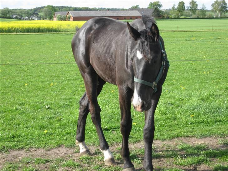 Dansk Varmblod Skønne Shiraz<3 - Det er en dejlig dag *fløjt* billede 2