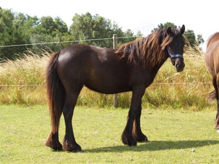 Fell pony Danogården Hidden Diamond billede 1