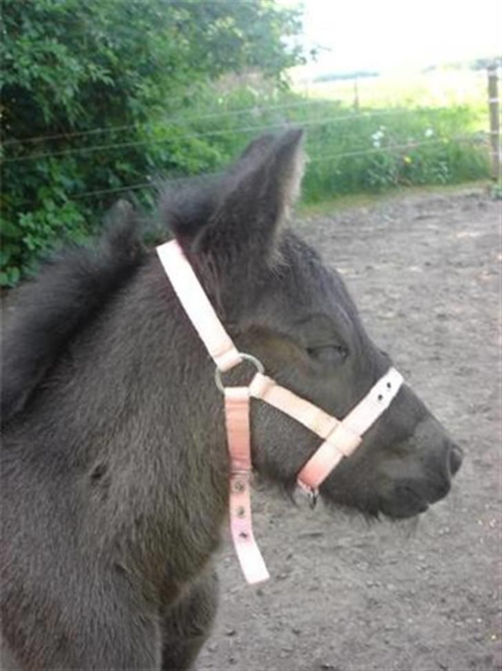 Fell pony Danogården Hidden Diamond billede 2