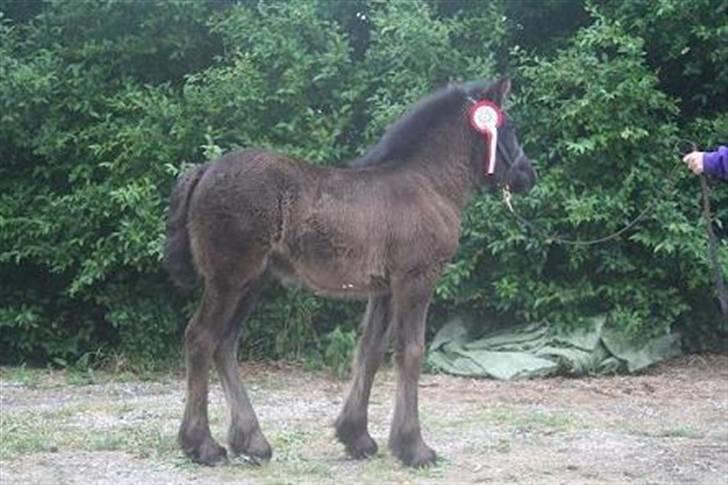 Fell pony Danogården Hidden Diamond billede 3