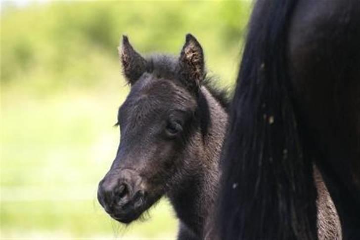 Fell pony Danogården Hidden Diamond billede 4