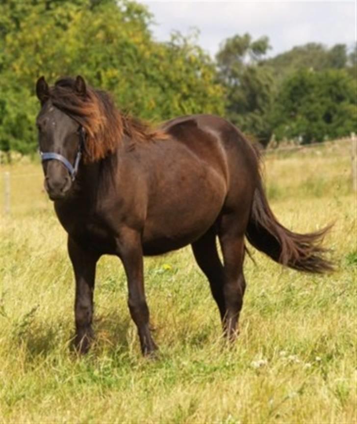 Fell pony Danogården Hidden Diamond billede 5