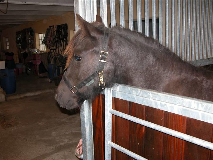 Fell pony Danogården Hidden Diamond billede 6