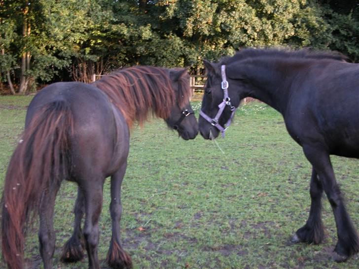 Fell pony Danogården Hidden Diamond - Første møde med Donna billede 7