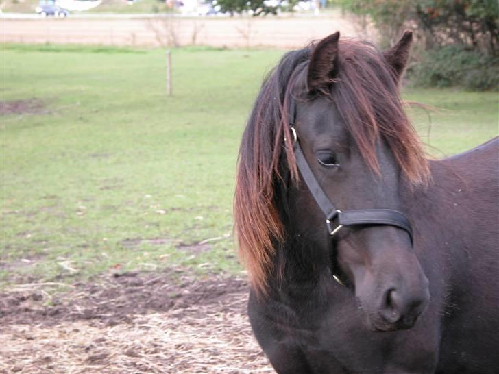 Fell pony Danogården Hidden Diamond billede 8