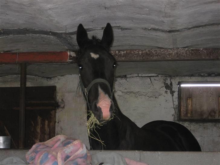 Dansk Varmblod Skønne Shiraz<3 - Nu sker der noget!!  det er moderskibet, det kommer efter mig!!! billede 3