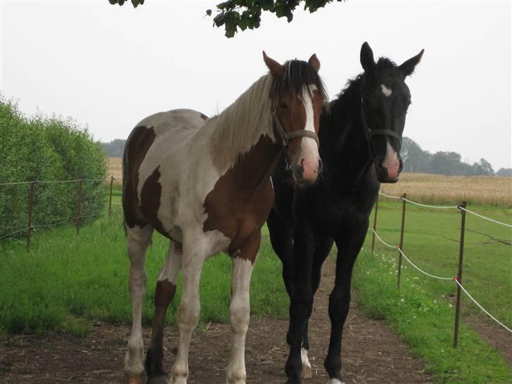 Dansk Varmblod Skønne Shiraz<3 - Aikido, du skubber. billede 4