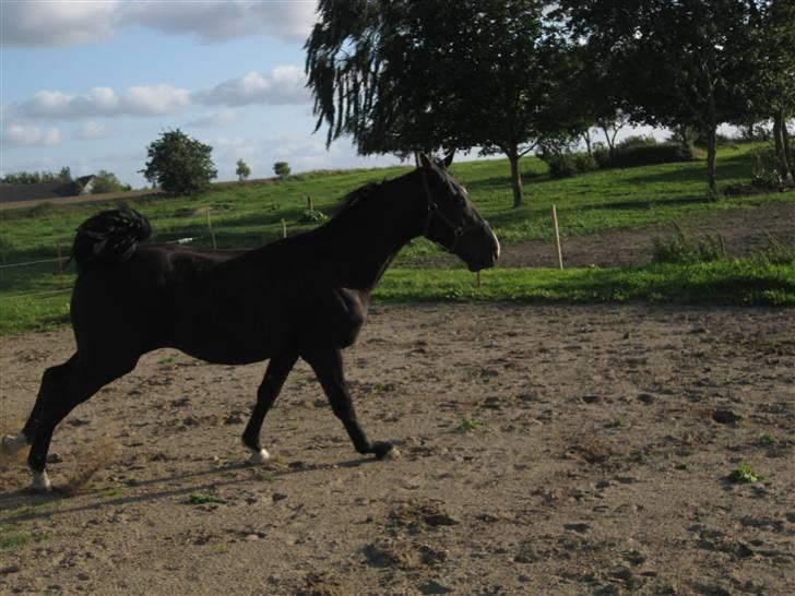 Dansk Varmblod Skønne Shiraz<3 - løb, løb, løb, strømerne kommer!!! billede 5