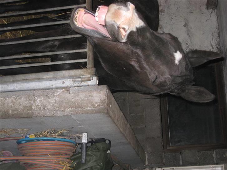 Dansk Varmblod Skønne Shiraz<3 - *GAAAAAAAAB!!* billede 6