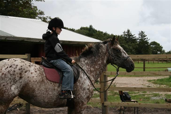 Knabstrupper Plette (solgt) - august 2009 Lukas rider Plette med reb-grime billede 16