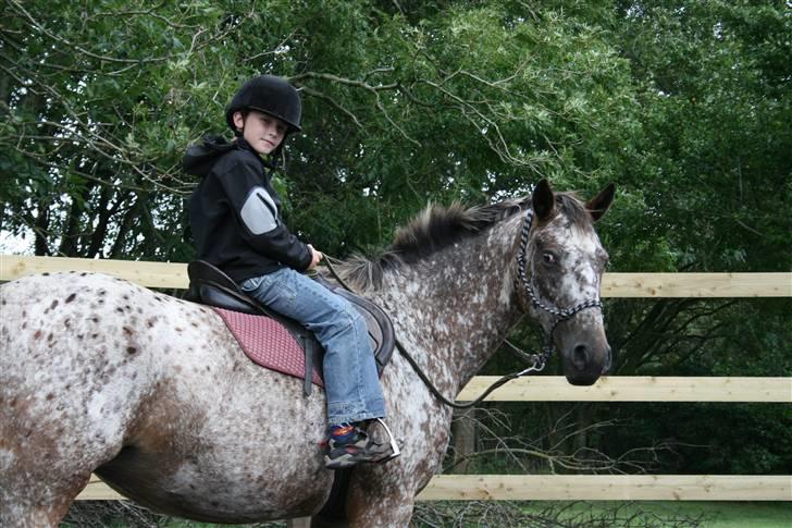 Knabstrupper Plette (solgt) billede 17