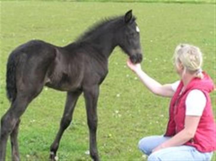 Dansk Varmblod Savanha - ÅHHHH, ja lige der. billede 5