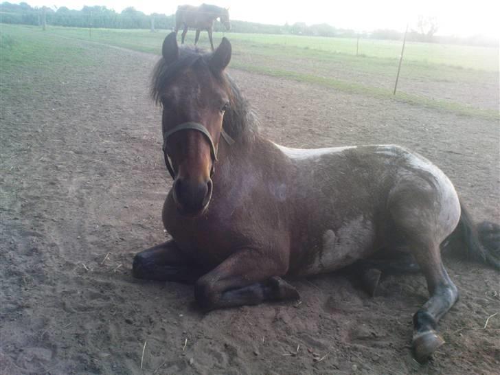 Anden særlig race Manou *Solgt* :'( - Ja, her er så Prinsesse Manou :P Som PLEJER at være næsten hvid på kroppen :D billede 12