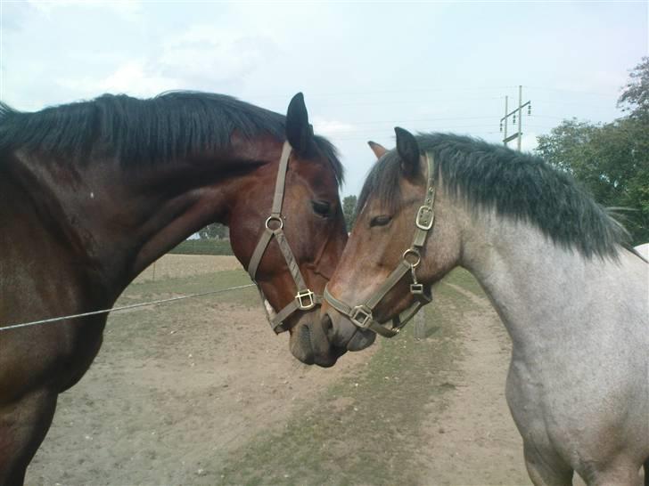 Anden særlig race Manou *Solgt* :'( - Prinsesse og Pedro, "mine" 2 stjerner <3 billede 15