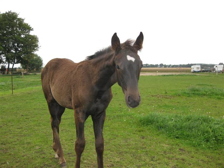 Dansk Varmblod Savanha - hvorfor blinker den tingest rød. billede 6