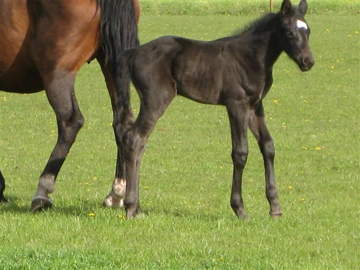 Dansk Varmblod Savanha - klø numse, klø numse. billede 7