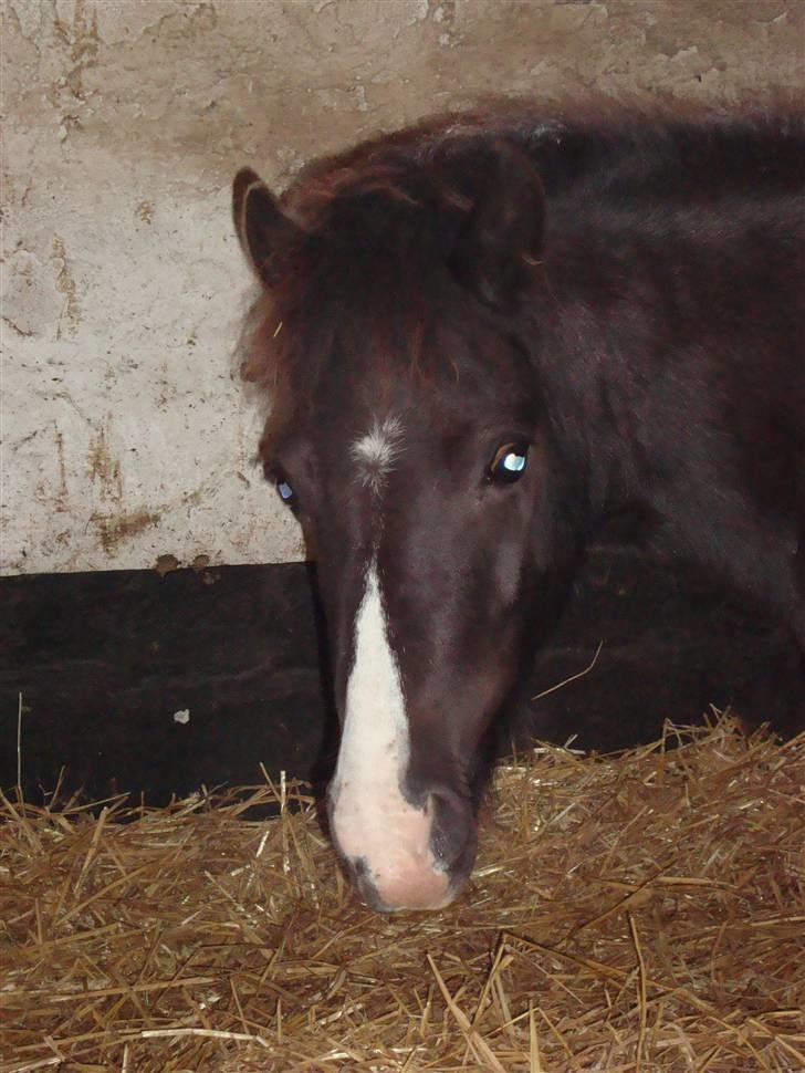 Anden særlig race Stabygårds Mia Maja billede 1
