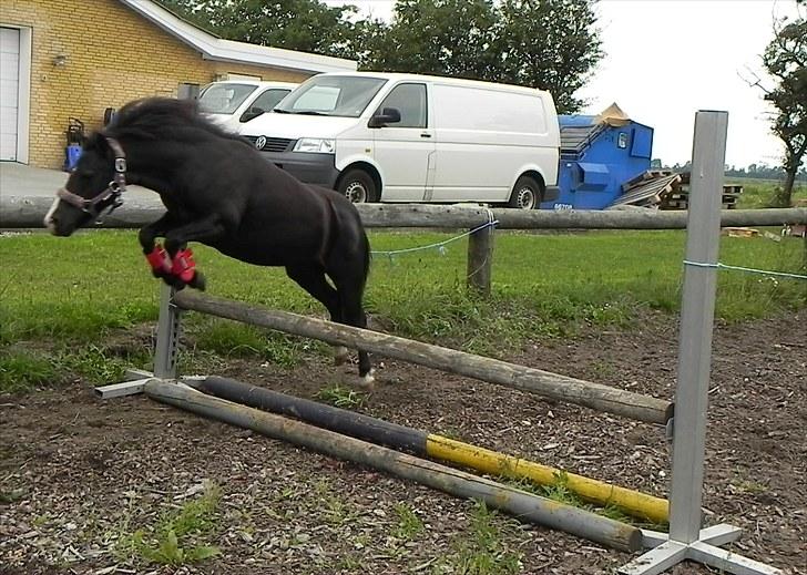 Anden særlig race Stabygårds Mia Maja billede 3