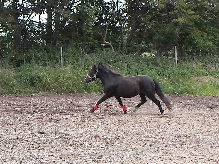 Anden særlig race Stabygårds Mia Maja billede 4