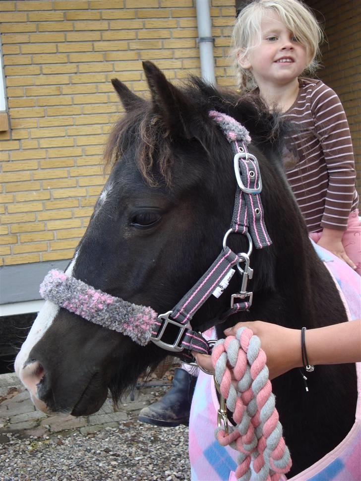 Anden særlig race Stabygårds Mia Maja billede 5