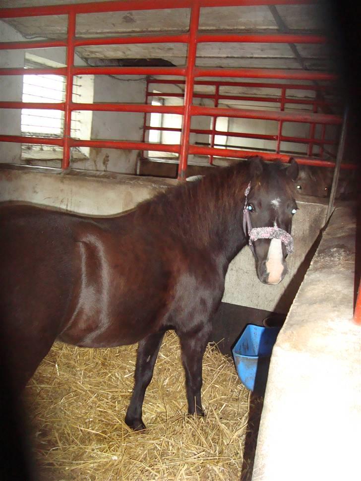 Anden særlig race Stabygårds Mia Maja billede 6