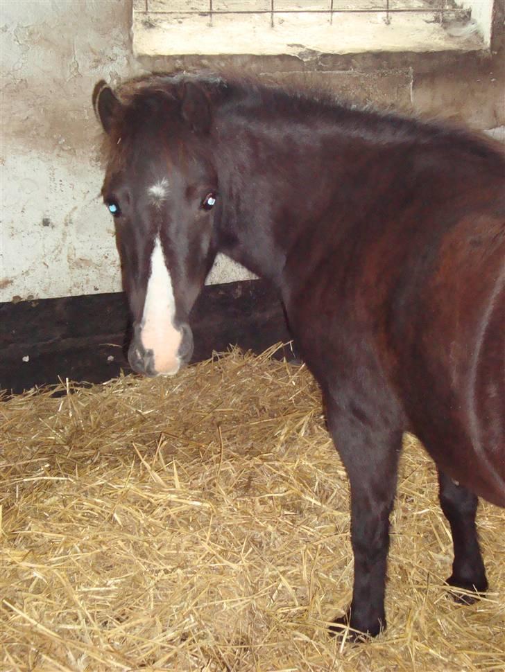 Anden særlig race Stabygårds Mia Maja billede 7