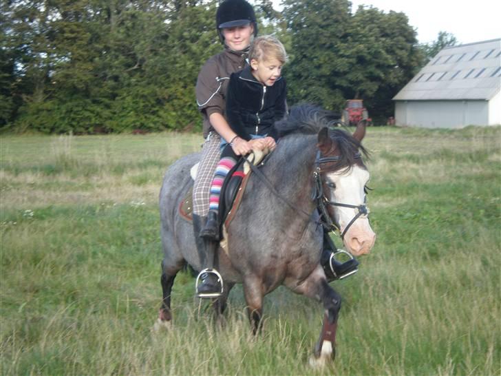 Anden særlig race twist solgt og savnet billede 15