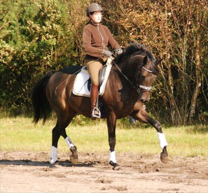 Trakehner Gozet baron SOLGT billede 1