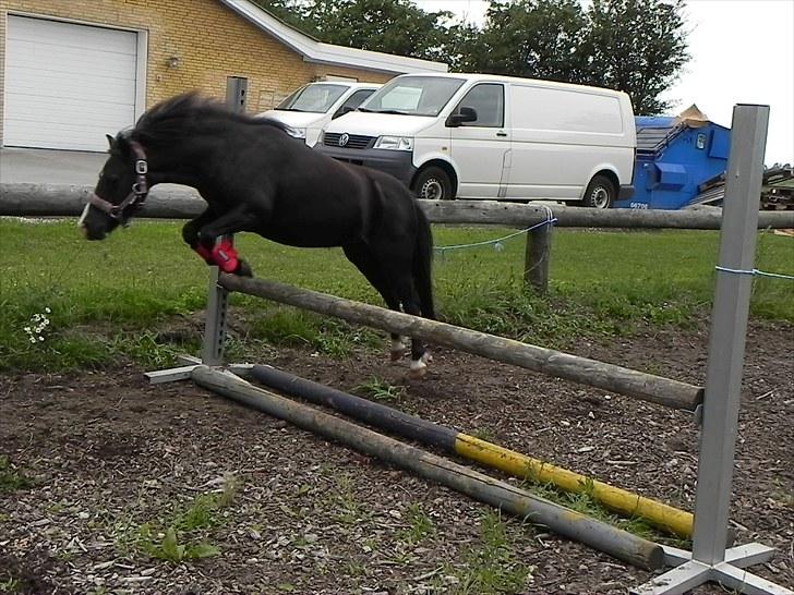 Anden særlig race Stabygårds Mia Maja billede 8