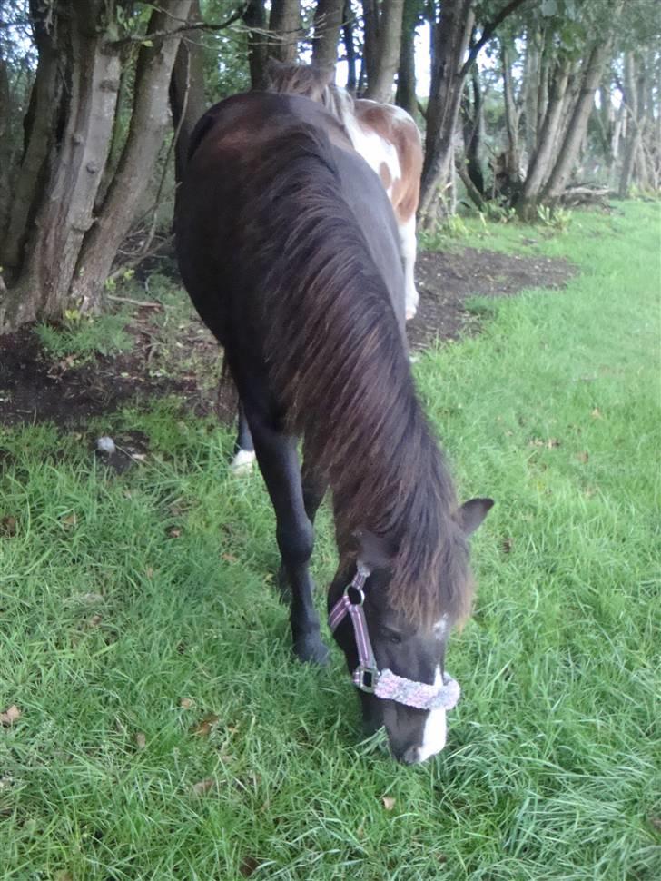 Anden særlig race Stabygårds Mia Maja billede 9