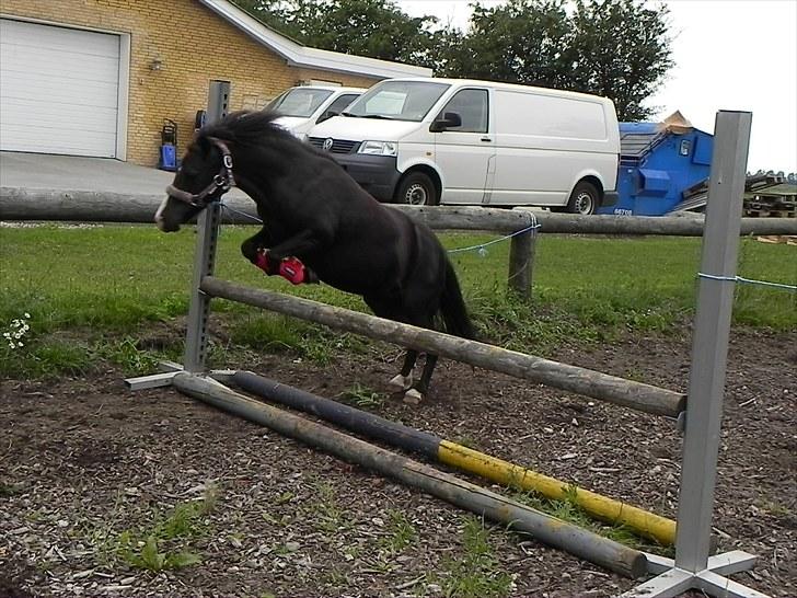 Anden særlig race Stabygårds Mia Maja billede 10