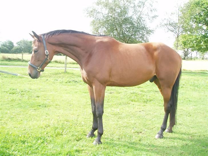 Trakehner Aschton H SOLGT billede 18