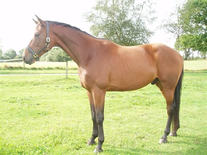 Trakehner Aschton H SOLGT billede 19
