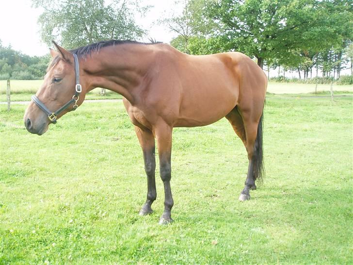 Trakehner Aschton H SOLGT billede 20