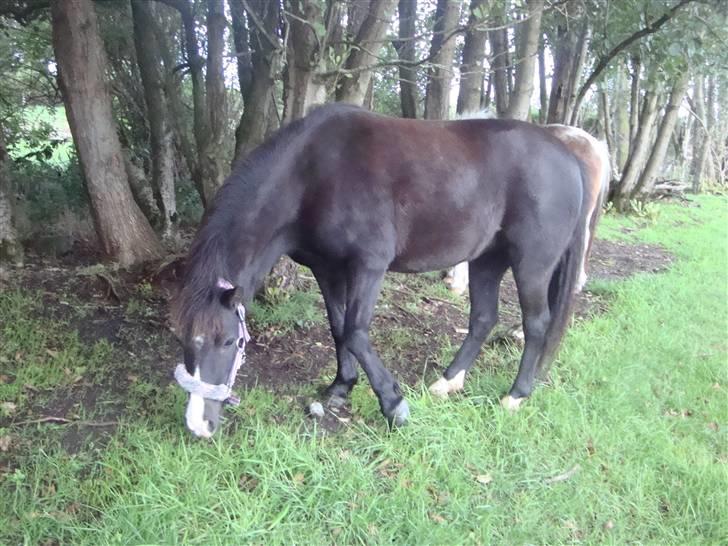 Anden særlig race Stabygårds Mia Maja billede 11