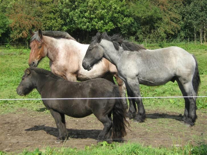 Anden særlig race stella aka madam :D - har totalt styr på drengene :D .. nu med strit man :D billede 11