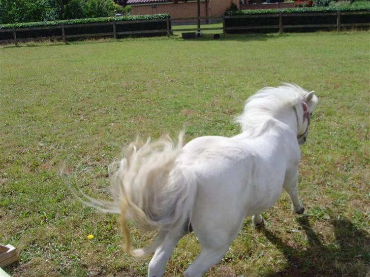 Shetlænder Tøzzen billede 11