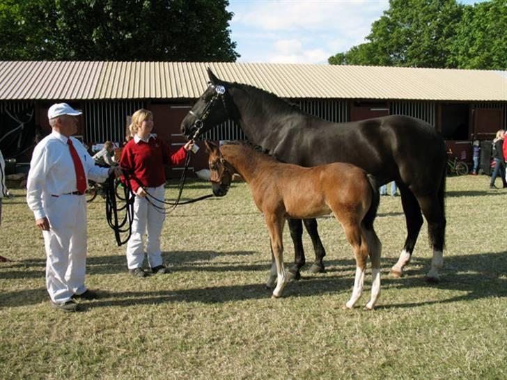 Oldenborg Lilly af Støvlebæk (solgt)  - Lilly med sin mor. Hendes mor fik 24point. Hun blir da vist dressur hest - se lige den hals:-) billede 18