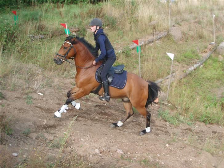 New Forest  valentin solgt - rider op af bakke i fuld fart  billede 17