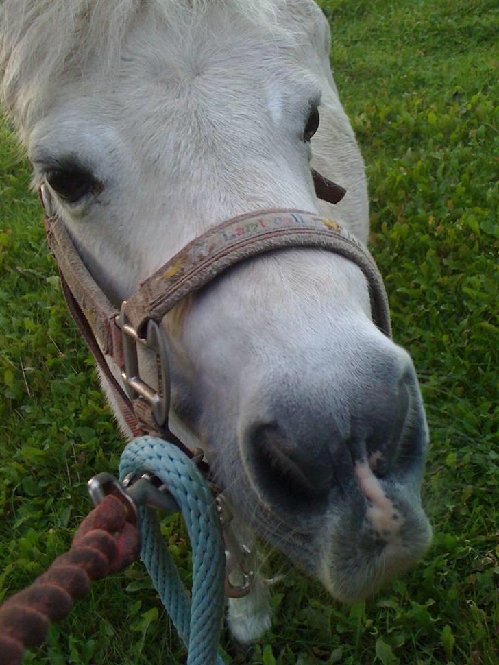 Shetlænder Tøzzen billede 12