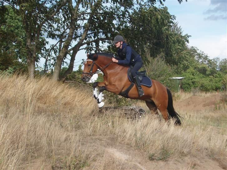 New Forest  valentin solgt - springer kævle  billede 18