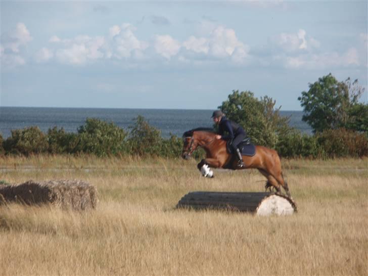 New Forest  valentin solgt - springer hundehus ;) du er flyvende bas  billede 20