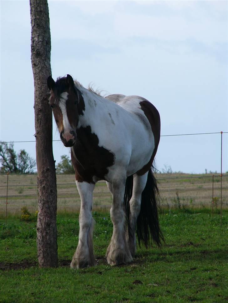 Irish Cob Athena of The Irish Western art Ranch (Solgt) - Taget d.29 august 2009 billede 15