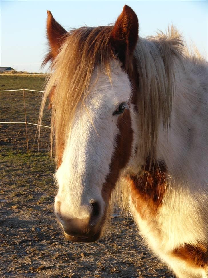 Irish Cob Hera of The Irish Western art Ranch - Taget d.7 januar 2009 billede 18