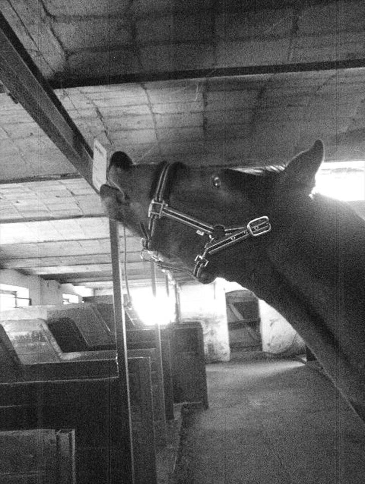 DSP Kenobi *Solgt* - Smil til fotografen! Foto:Felicia billede 5