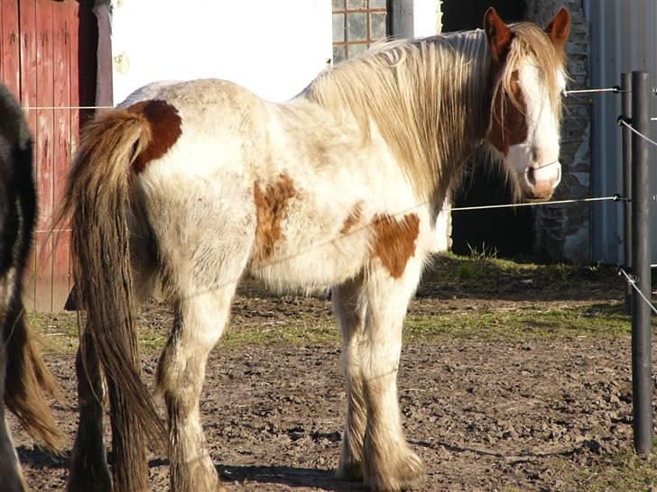 Irish Cob Hera of The Irish Western art Ranch - Taget d.19 marts 2009 *plystrold* :o) billede 19
