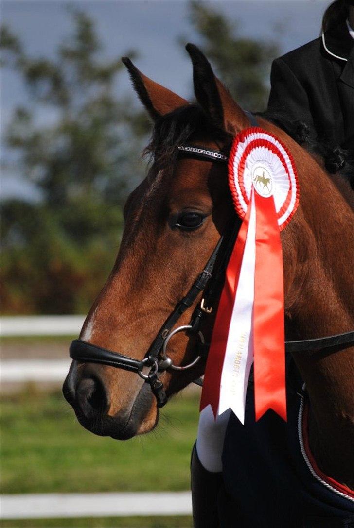 DSP Kenobi *Solgt* - Velkommen til Kenobis profil!
Vinder af Søhøjlandets cup mini! Foto: Maria billede 1