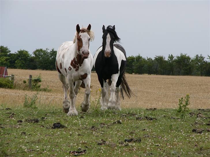 Irish Cob Hera of The Irish Western art Ranch - Hera og Zeus d.17 juli 2009 billede 20
