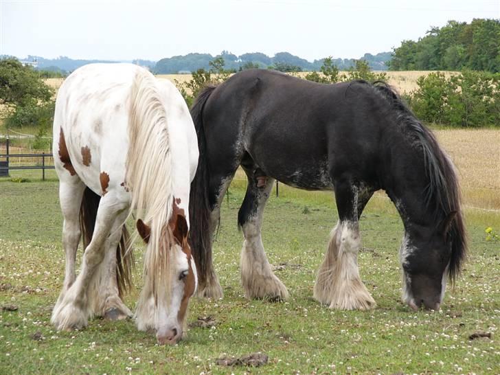 Irish Cob Hera of The Irish Western art Ranch - Hera og Charlie d.17 juli 2009 billede 21